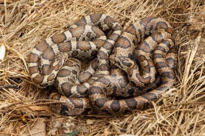 this-non-venomous-snake-can-imitate-a-rattlesnake-when-it-feels-threatened