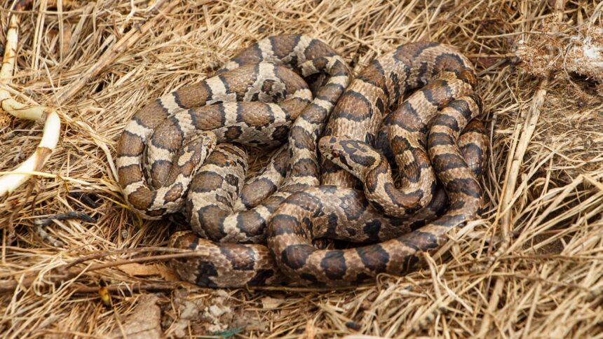 this-non-venomous-snake-can-imitate-a-rattlesnake-when-it-feels-threatened