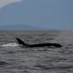 #themoment-an-orca-‘moonwalked’-off-the-coast-of-west-vancouver