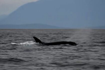 #themoment-an-orca-‘moonwalked’-off-the-coast-of-west-vancouver