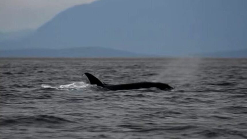 #themoment-an-orca-‘moonwalked’-off-the-coast-of-west-vancouver