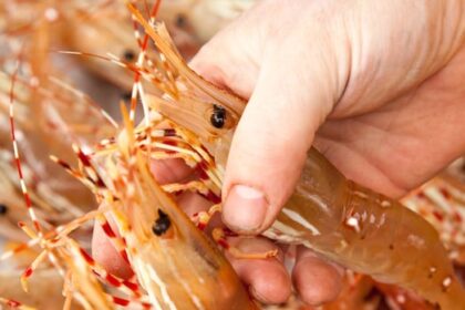 china-tariffs-bite-into-bc.-spot-prawn-season,-but-foodies-queue-for-kiss-of-the-sea