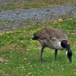 tough-canada-goose-survives-being-shot-with-three-weapons