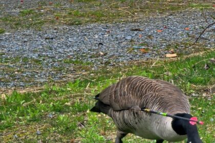 tough-canada-goose-survives-being-shot-with-three-weapons