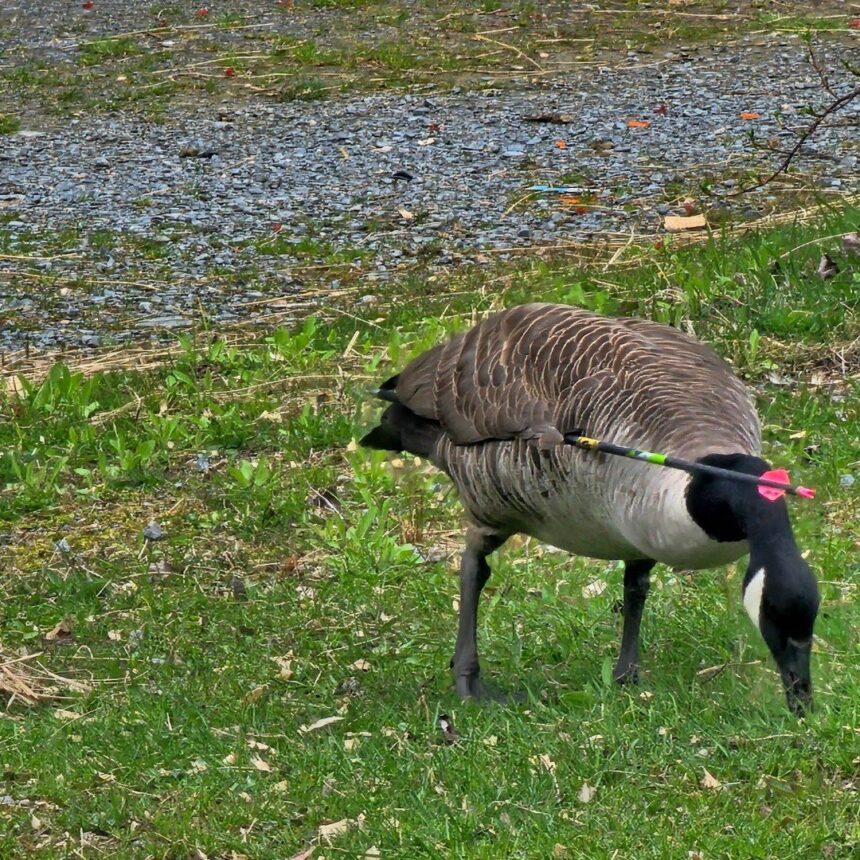 tough-canada-goose-survives-being-shot-with-three-weapons