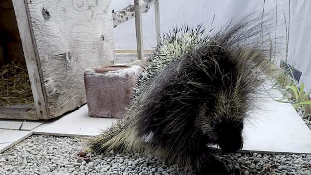 stowaway-porcupine-travels-by-helicopter,-plane,-boat-and-truck-on-nearly-2,000-km-round-trip-across-bc.