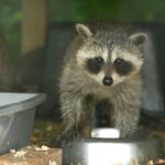wildlife-experts-concerned-efforts-to-get-rid-of-rats-are-hurting-other-animals-as-well