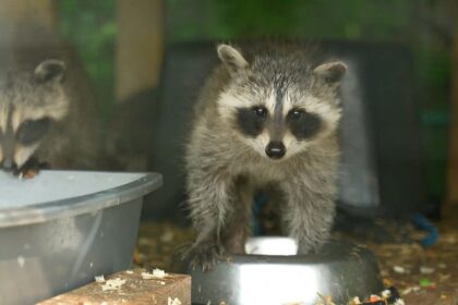 wildlife-experts-concerned-efforts-to-get-rid-of-rats-are-hurting-other-animals-as-well