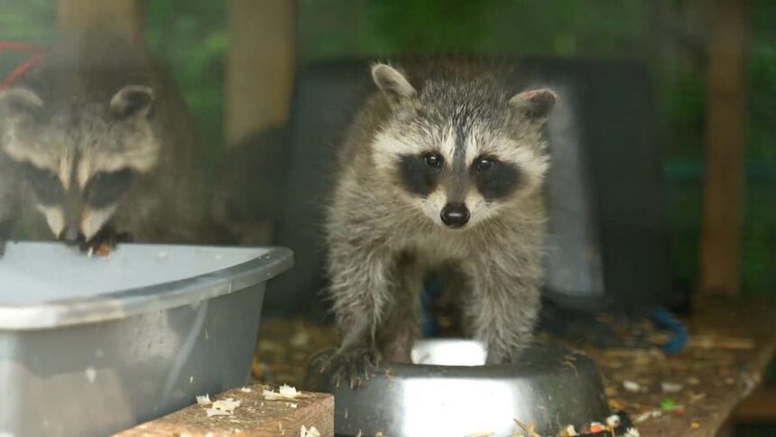 wildlife-experts-concerned-efforts-to-get-rid-of-rats-are-hurting-other-animals-as-well