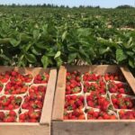 pei.-strawberry-farmer-hopeful-more-islanders-will-buy-local-amid-disease-concerns