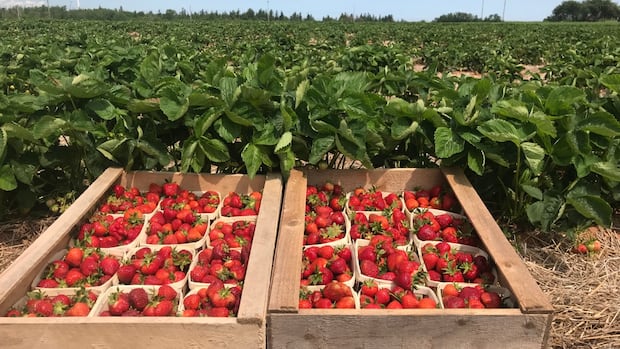 pei.-strawberry-farmer-hopeful-more-islanders-will-buy-local-amid-disease-concerns