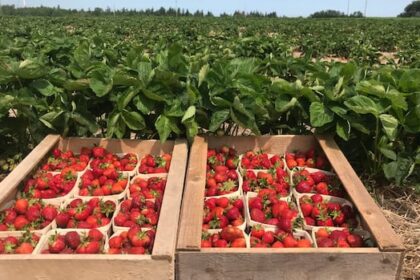 pei.-strawberry-farmer-hoping-more-islanders-will-buy-local-this-season