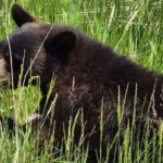 injured-bear-shot,-killed-by-police-in-highway-median