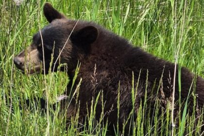injured-bear-shot,-killed-by-police-in-highway-median