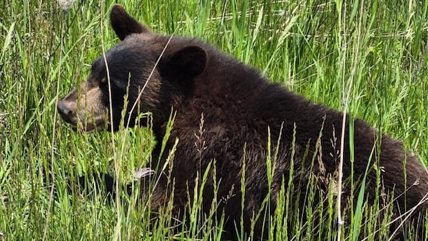 injured-bear-shot,-killed-by-police-in-highway-median