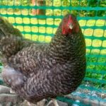 stewiacke-property-bylaw-ruffles-feathers-of-chicken-keepers