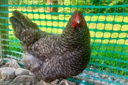 stewiacke-property-bylaw-ruffles-feathers-of-chicken-keepers