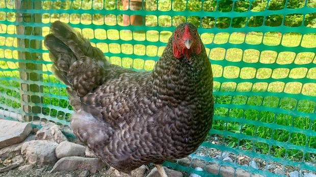 stewiacke-property-bylaw-ruffles-feathers-of-chicken-keepers