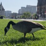 environment-canada-is-predicting-a-hot-summer-and-people-in-ottawa-are-welcoming-the-change-from-the-recent-dreary-weather