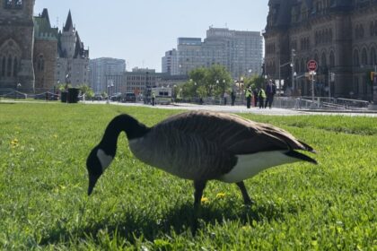 environment-canada-is-predicting-a-hot-summer-and-people-in-ottawa-are-welcoming-the-change-from-the-recent-dreary-weather
