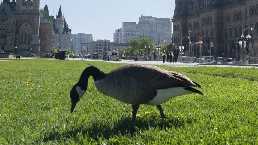 environment-canada-is-predicting-a-hot-summer-and-people-in-ottawa-are-welcoming-the-change-from-the-recent-dreary-weather