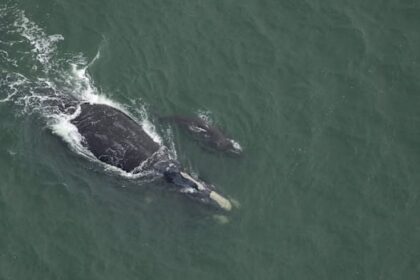 right-whale-detection-in-gulf-will-mean-restrictions-for-some-pei.-lobster-boats