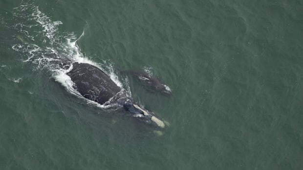 right-whale-detection-in-gulf-will-mean-restrictions-for-some-pei.-lobster-boats