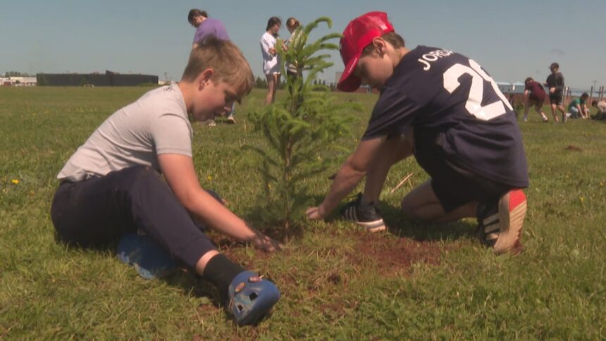 summerside-students-learn-about-climate-action-by-planting-trees-on-their-school-grounds
