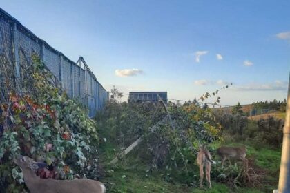 hope-for-wildlife’s-faith-in-nova-scotians-delivered-trees-for-critters