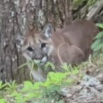 trail-near-garibaldi-lake-closed-after-hikers-have-scary-cougar-encounter