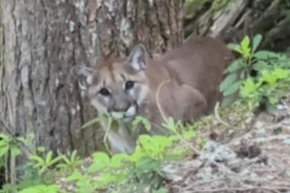 trail-near-garibaldi-lake-closed-after-hikers-have-scary-cougar-encounter
