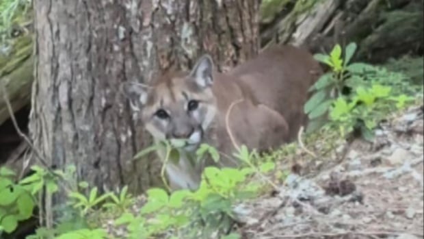 trail-near-garibaldi-lake-closed-after-hikers-have-scary-cougar-encounter