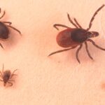 ticks-are-showing-up-in-places-where-they-didnt-use-to