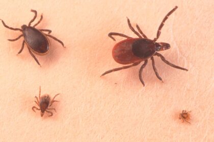 ticks-are-showing-up-in-places-where-they-didnt-use-to