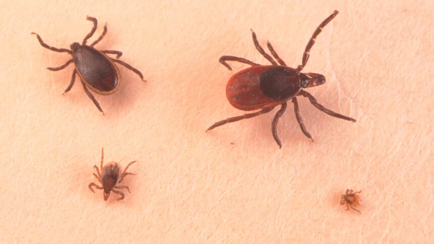 ticks-are-showing-up-in-places-where-they-didnt-use-to