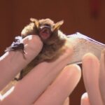 bat-house-trial-taking-flight-at-greenwood-air-force-base