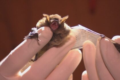 bat-house-trial-taking-flight-at-greenwood-air-force-base