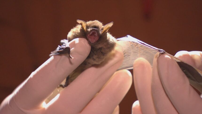 bat-house-trial-taking-flight-at-greenwood-air-force-base