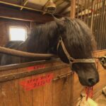 equestrian-coach-who-cared-for-some-ross-farm-horses-calls-for-transparency