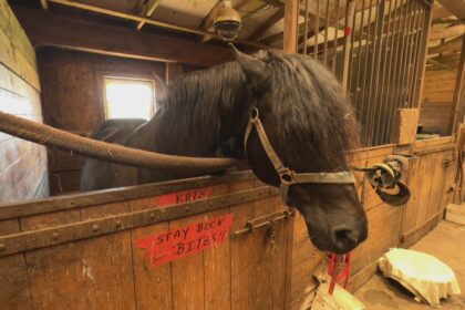 equestrian-coach-who-cared-for-some-ross-farm-horses-calls-for-transparency
