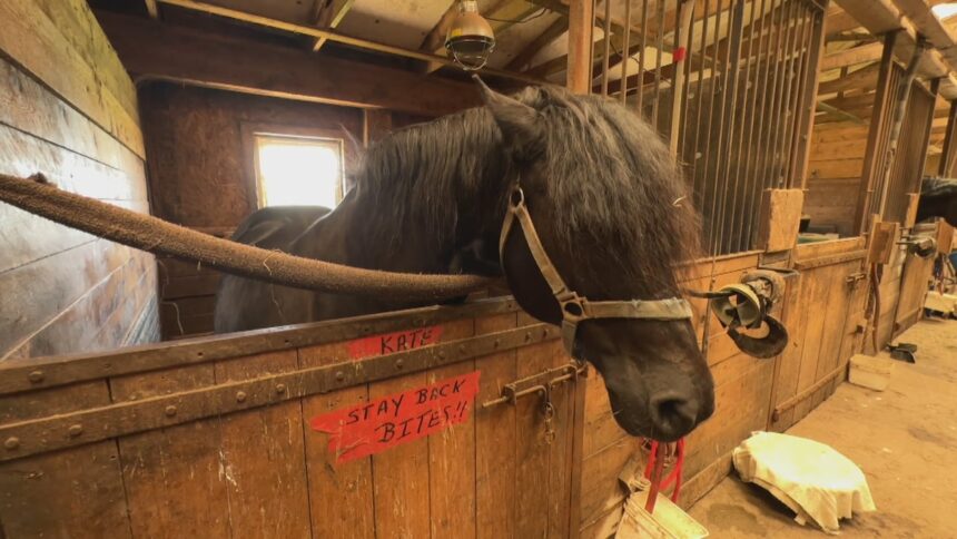 equestrian-coach-who-cared-for-some-ross-farm-horses-calls-for-transparency