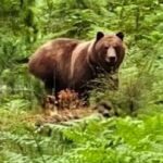 relocation-not-an-option-for-grizzly-that-has-divided-public-opinion-on-small-island,-say-bc.-officials