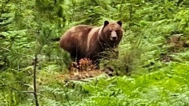 relocation-not-an-option-for-grizzly-that-has-divided-public-opinion-on-small-island,-say-bc.-officials