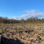 fighting-fire-with-forest:-saint-john-plants-trees-to-safeguard-drinking-water-supply