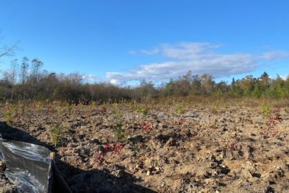 fighting-fire-with-forest:-saint-john-plants-trees-to-safeguard-drinking-water-supply