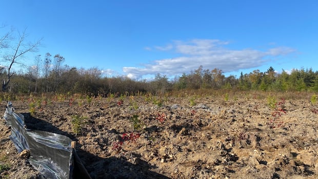 fighting-fire-with-forest:-saint-john-plants-trees-to-safeguard-drinking-water-supply