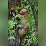 rare-spirit-bear-cub-living-near-bc.-highway-stirs-excitement,-concern,-as-word-of-its-existence-spreads