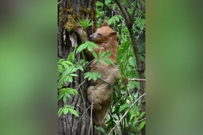 rare-spirit-bear-cub-living-near-bc.-highway-stirs-excitement,-concern,-as-word-of-its-existence-spreads