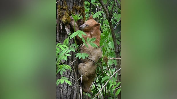 rare-spirit-bear-cub-living-near-bc.-highway-stirs-excitement,-concern,-as-word-of-its-existence-spreads