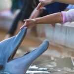 like-real-life-dr.-dolittles,-scientists-are-using-ai-to-decode-animal-communication